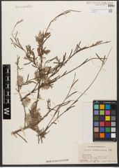 Foto von Salix wilhelmsiana M. Bieb.